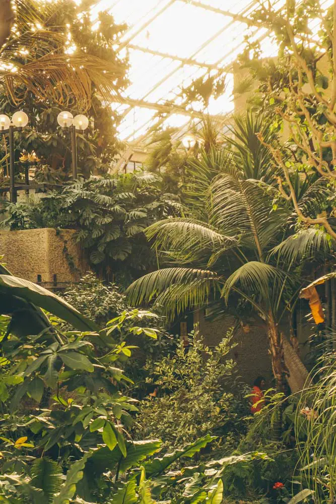 Lush palm trees and light