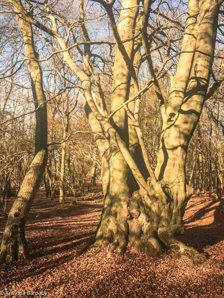 Epping Forest