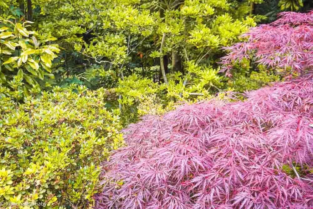 Kyoto Garden