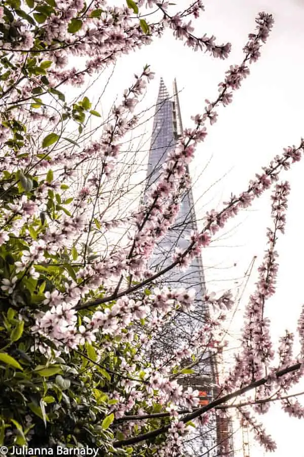 The shard