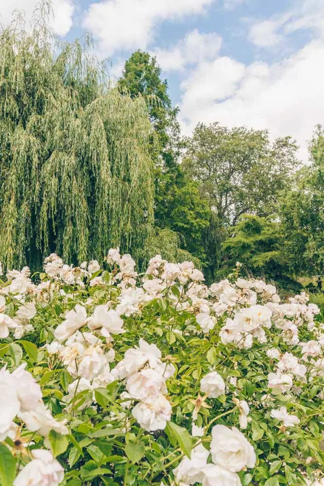 Queen Mary's Garden Regent's Park