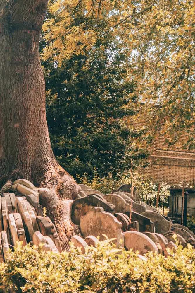 Close up of the Hardy Tree