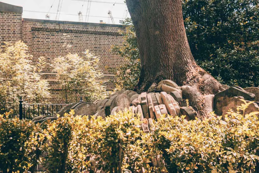 The Hardy Tree St Pancras Old Church