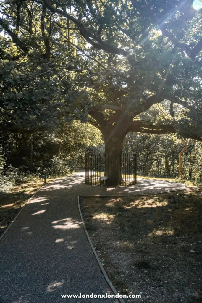 The Oak of Honour