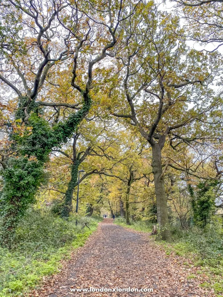 Path leading through the woods