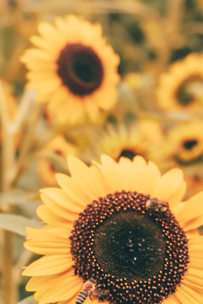 Sunflowers in Chelsea Physic Garden