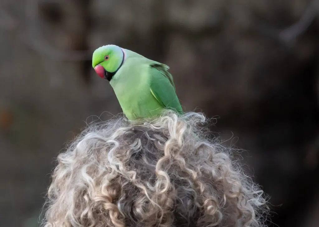 Parakeet sitting on a head