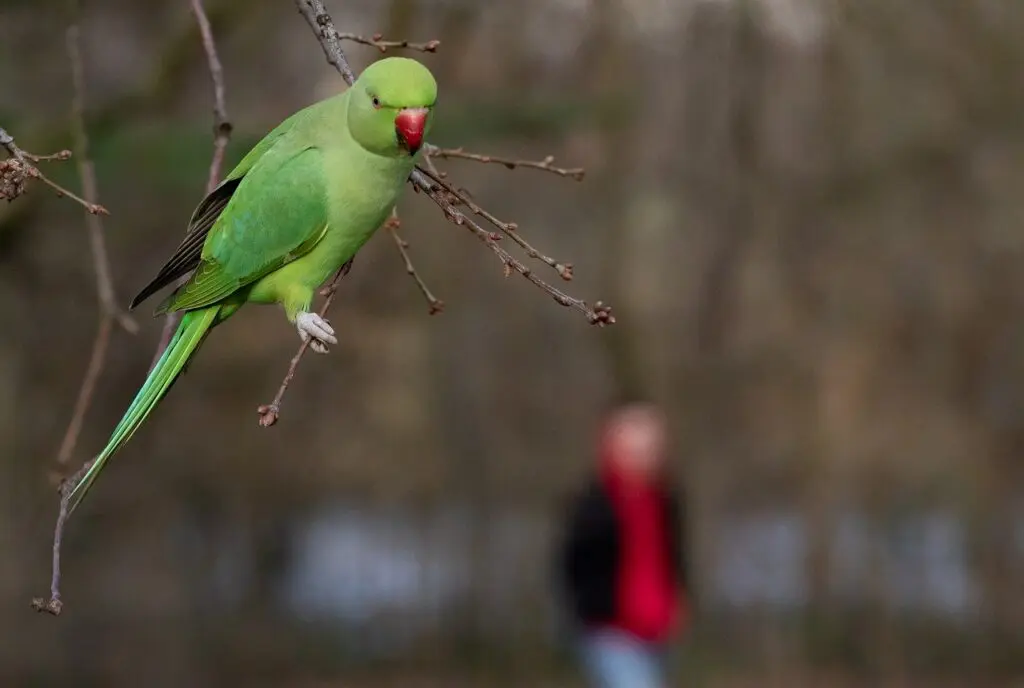 Ring Necked Parakeet in London