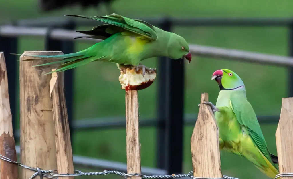 Squawking parakeet