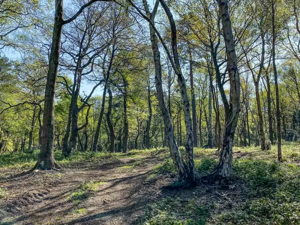 Forests Near London - Selsdon Woods