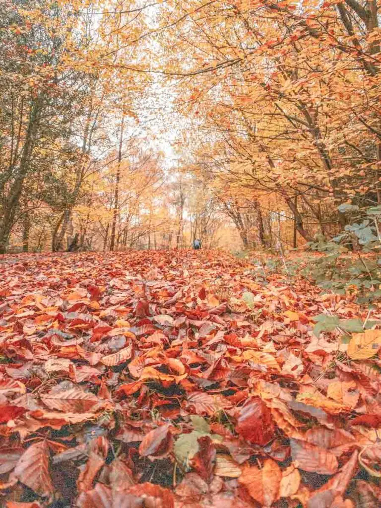 Epping Forest