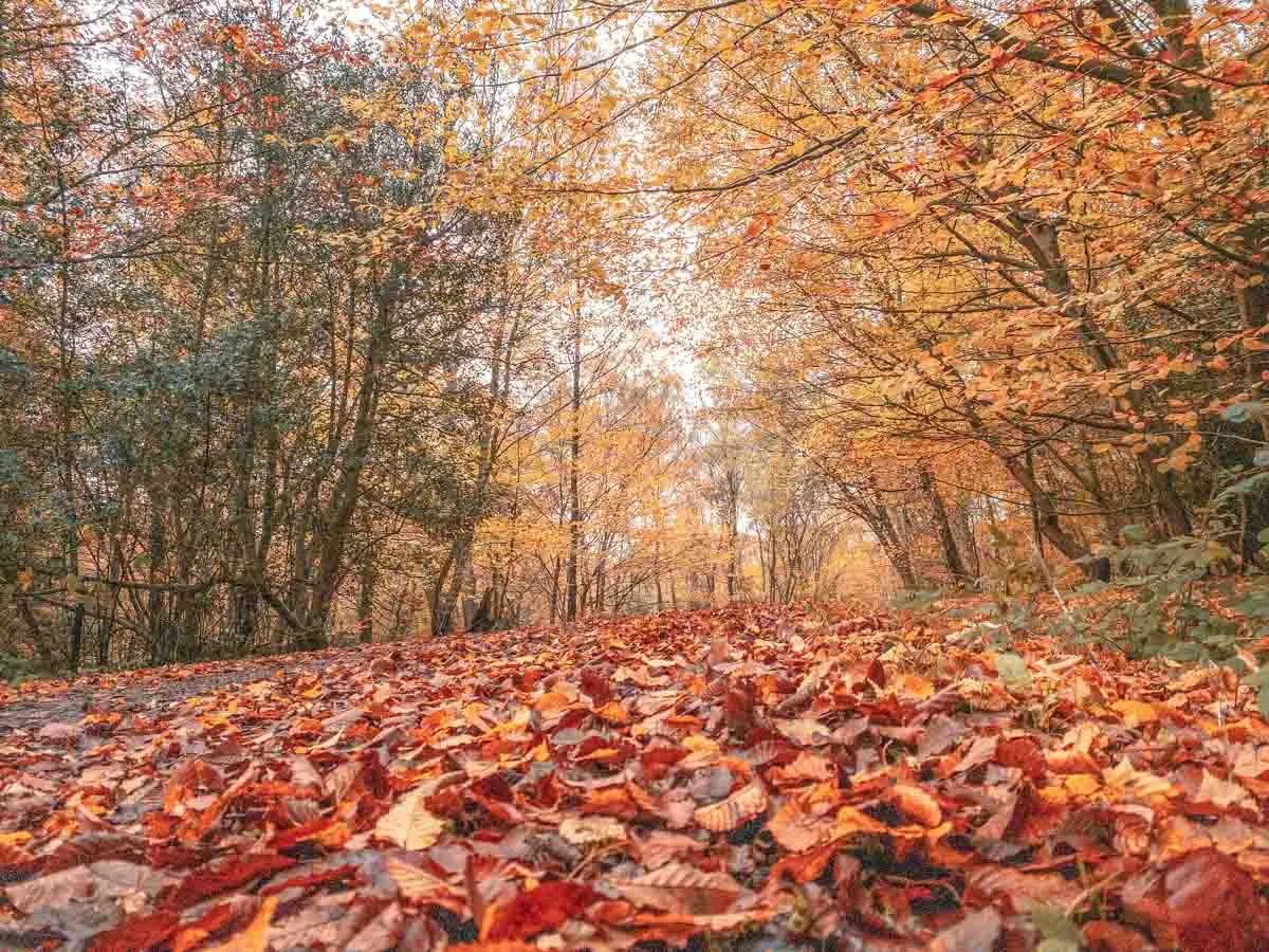 Epping Forest Walks