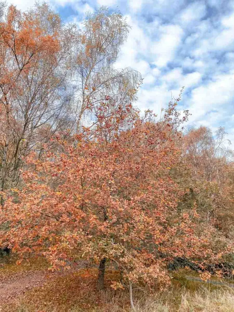 On the Holly Trail