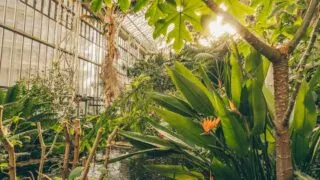 Barbican Conservatory