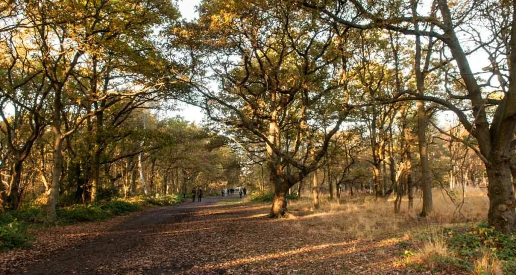 Wimbledon Common