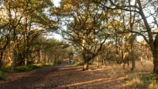 Wimbledon Common