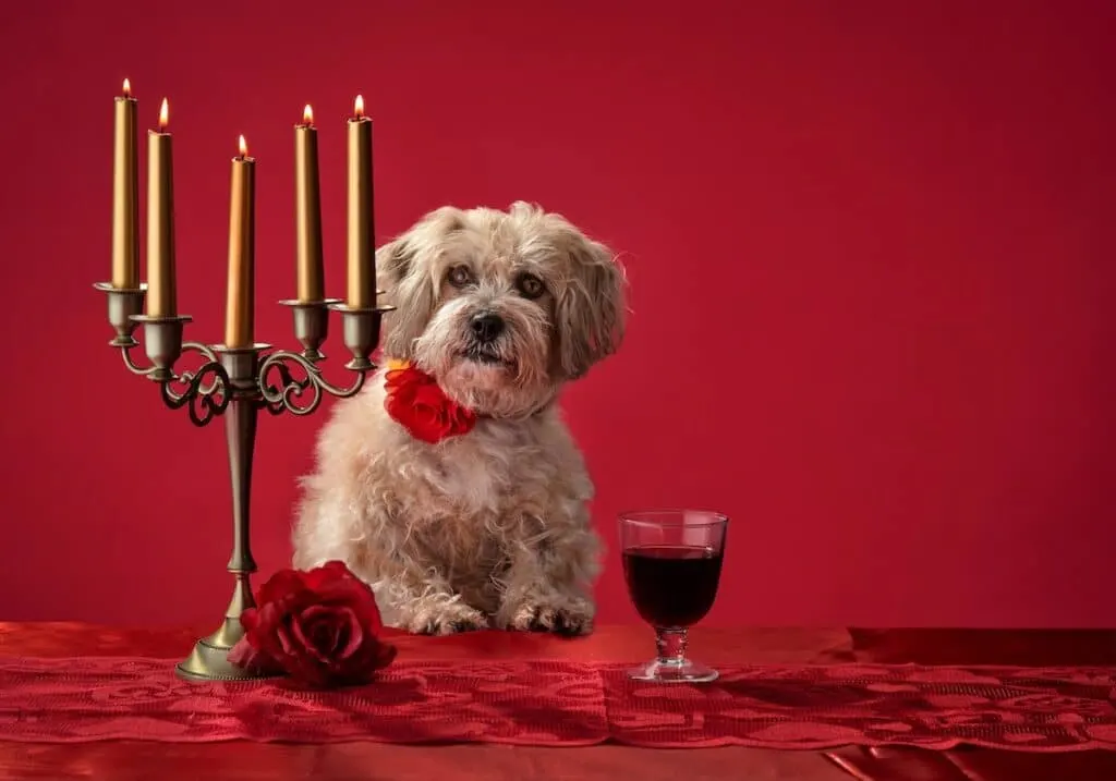 Pawfect Valentine's