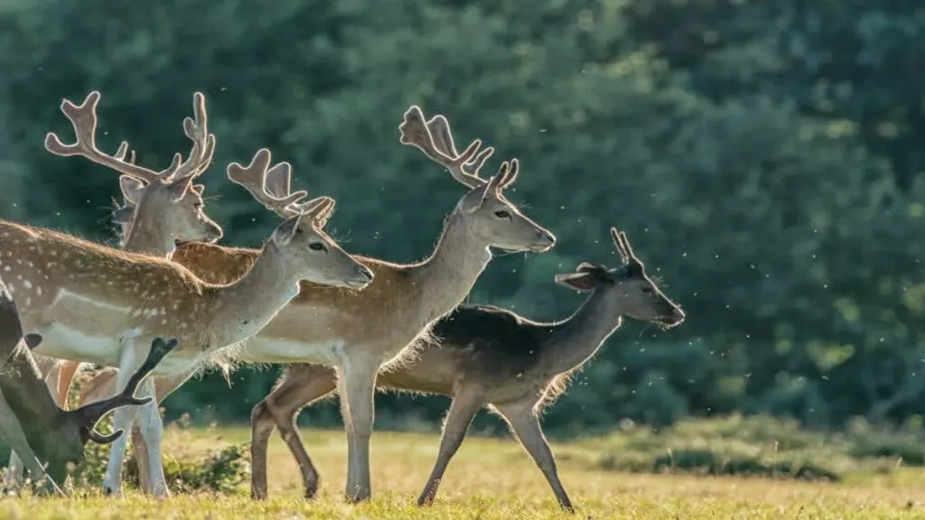 New Forest Deer