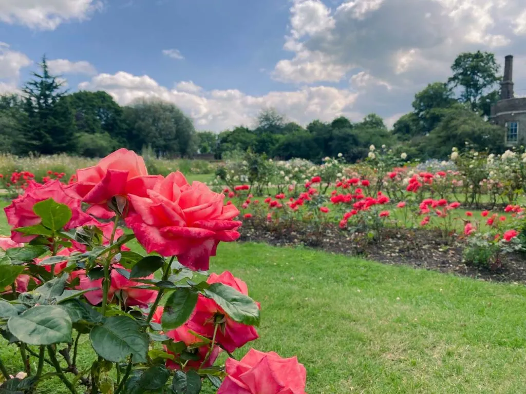 Rose garden in Greenwich Park