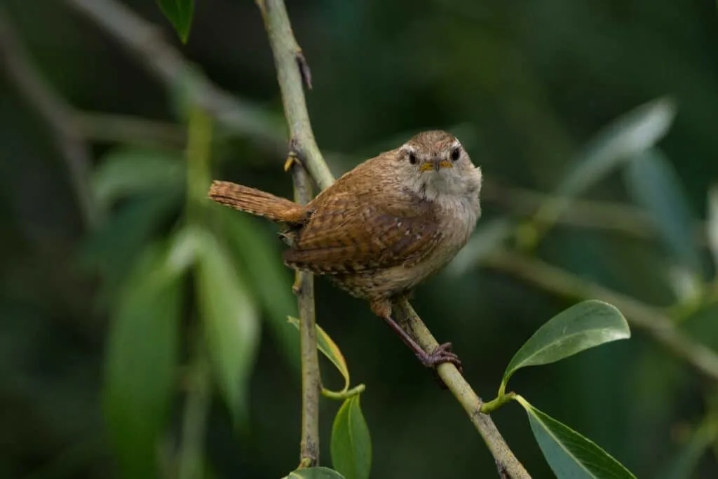 Walthamstow-Wetlands