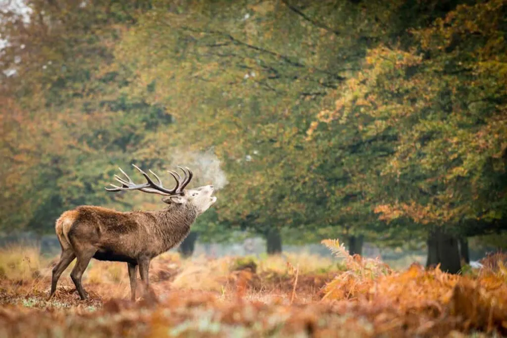 Richmond Park