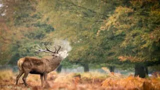 Richmond Park