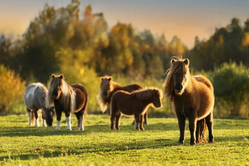 Shetland Pony